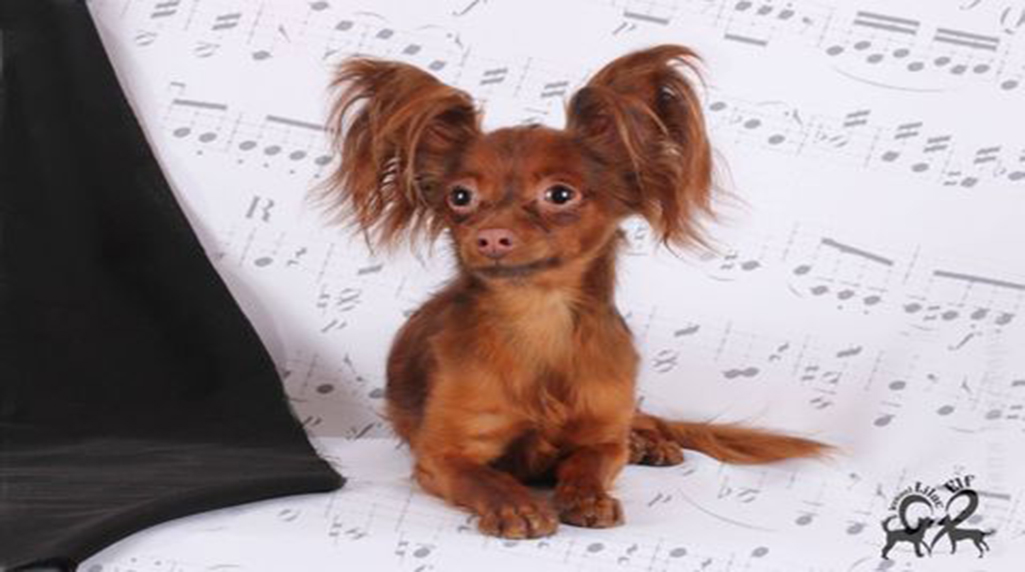 ATOS (LILAC ELF GRAF DE LA FER)