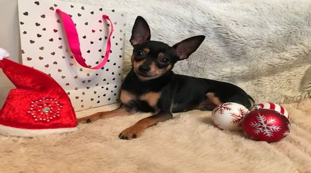 LAS (LAS VEGAS ULYBKI LILU)